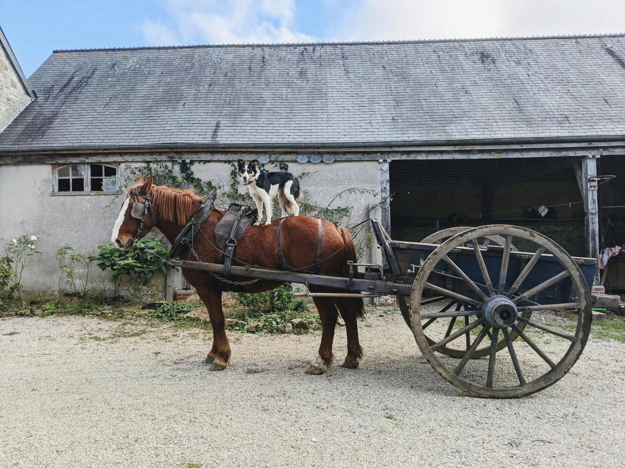 Ferme De Franqueville Sainte-Marie-du-Mont  Exteriör bild